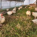 Broiler chickens in enclosure