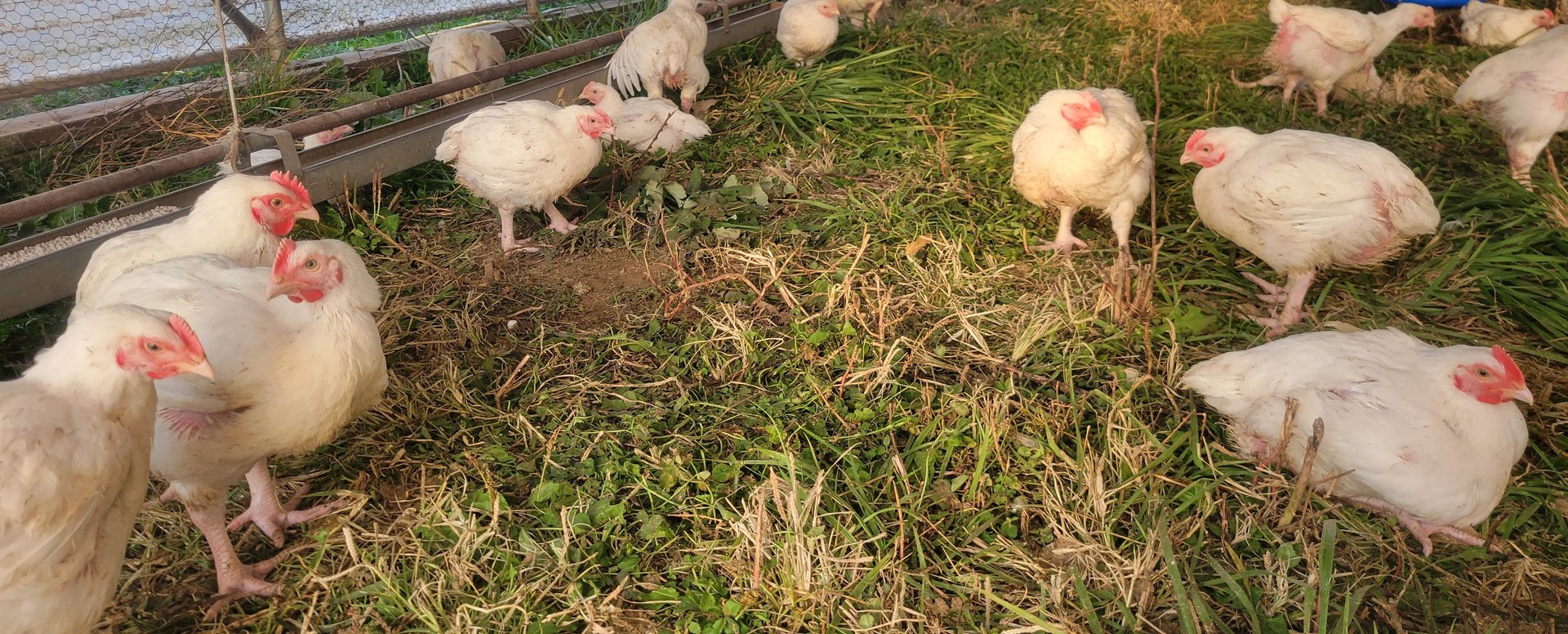 Broiler chickens in enclosure
